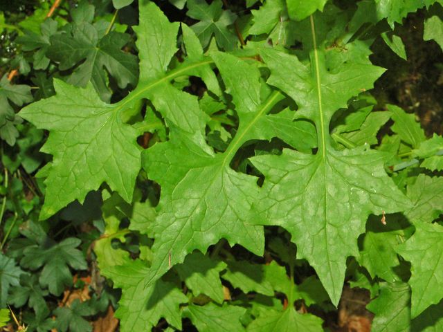 Mycelis muralis (=Lactuca muralis) / Lattuga dei boschi